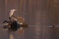 Gray heron and two ducks at sunset Royalty Free Stock Photo