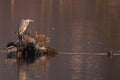 Gray heron and two ducks at sunset Royalty Free Stock Photo