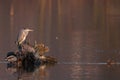 Gray heron and two ducks at sunset Royalty Free Stock Photo