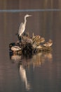 Gray heron and two ducks at sunset Royalty Free Stock Photo