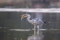 Gray heron,Wildlife in natural Royalty Free Stock Photo