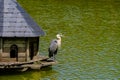 Gray Heron in a wooden manger cabin on a lake in Bad Pyrmont, Germany