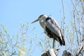 gray heront, Ardea cinerea, massive long-legged wading bird with long neck, curved beak sits high in tree, migration birds of
