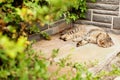 Gray home exotic shorthair tabby cat lying in the garden