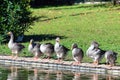 The gray home gooses is domestic Royalty Free Stock Photo