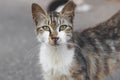 Gray homeless cat looking at camera. portret of pets.