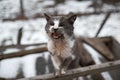 A gray homeless cat looks and meows at the camera on a snowy yard in a village