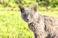 Gray homeless cat