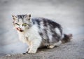 Gray homeless licking cat is looking at camera