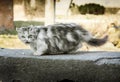 Gray homeless longhair cat