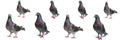 A gray homing pigeons