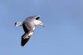 Gray-hooded Gull Chroicocephalus cirrocephalus isolated, flying over the blue sky Royalty Free Stock Photo