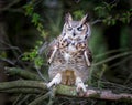 Gray horned owl Royalty Free Stock Photo