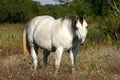 Gray Horse