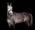 Gray horse against black background Royalty Free Stock Photo