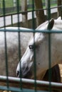 Gray horse in the aviary. The muzzle of a horse is photographed. Close-up
