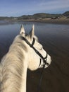 Gray horse on beach looking towards Cayucos, CA