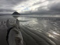 Gray horse on beach with view of Morro Rock in Morro Bay, California at low tide with seagulls 2019