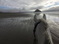 Gray horse on beach with view of Morro Rock in Morro Bay, California at low tide with seagulls 2019