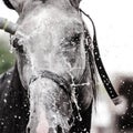 Gray horse being washed with hose in summer in stable Royalty Free Stock Photo