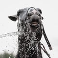 Gray horse being washed with hose in summer in stable Royalty Free Stock Photo