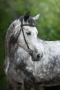 Gray Horse close up portrait Royalty Free Stock Photo