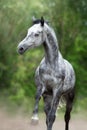 Gray Horse run
