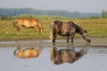 Two horses on the spring meadow watering place Royalty Free Stock Photo