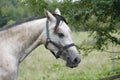 Gray horse eating tree leaves