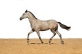 Gray horse foal galloping on sand on a white background