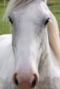 Gray horse full face close up