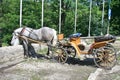 The gray horse in full harness eats hay from the bag. Horse carriage wait for tourist Royalty Free Stock Photo