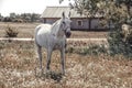 Gray horse grazed on a field