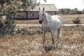 Gray horse grazed on a field