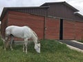 Gray horse grazing on lush spring grass in front of picturesque barn Royalty Free Stock Photo