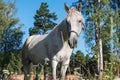 A gray horse grazing in a pasture on an early summer morning. Farming, breeding horses.