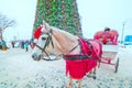 a gray horse harnessed to a cart stands at the New Year tree