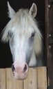 Gray horse head in color