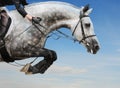 Gray horse in jumping show against blue sky Royalty Free Stock Photo