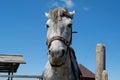 Gray horse looks at the camera Royalty Free Stock Photo