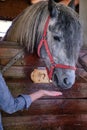 Gray horse looks out of a stable Royalty Free Stock Photo