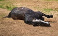 A gray horse is lying on the sand. Illustration for an equestrian magazine. Veterinary medicine, colic or rest