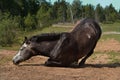 A gray horse is lying on the sand. Illustration for an equestrian magazine. Veterinary medicine, colic or rest