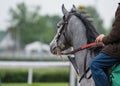 Gray Horse on a misty morning Royalty Free Stock Photo