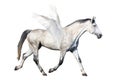 Gray horse pegasus trotting isolated on white Royalty Free Stock Photo