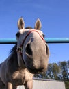 Gray horse poked a curious nose funny face head Royalty Free Stock Photo