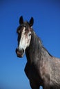 Gray horse portrait Royalty Free Stock Photo