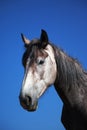 Gray horse portrait Royalty Free Stock Photo