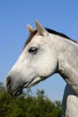 Gray Horse Portrait