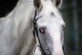 Gray horse portrait close-up Royalty Free Stock Photo